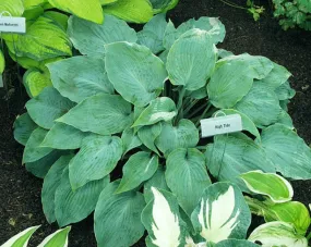 High Tide Hosta