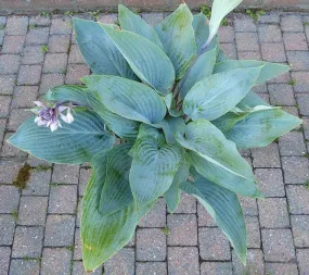 Holar Ice Empress Hosta