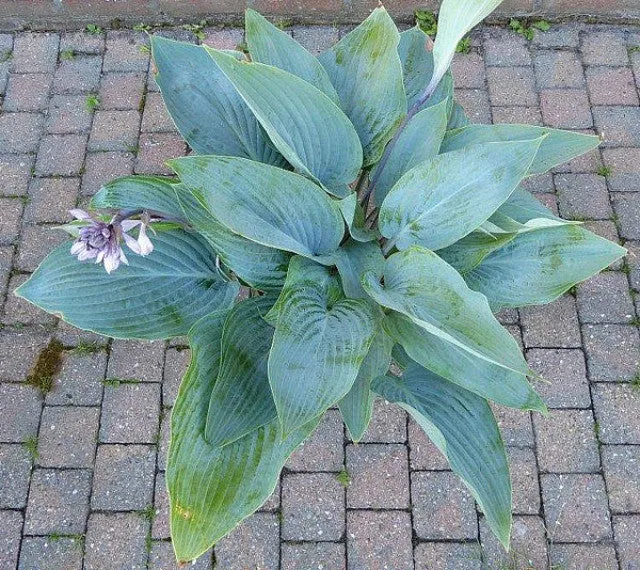 Holar Ice Empress Hosta