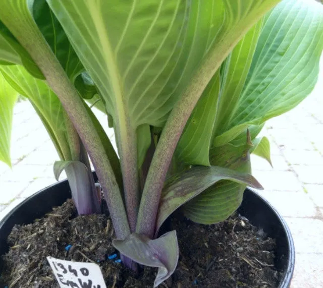 Holar Ice Empress Hosta