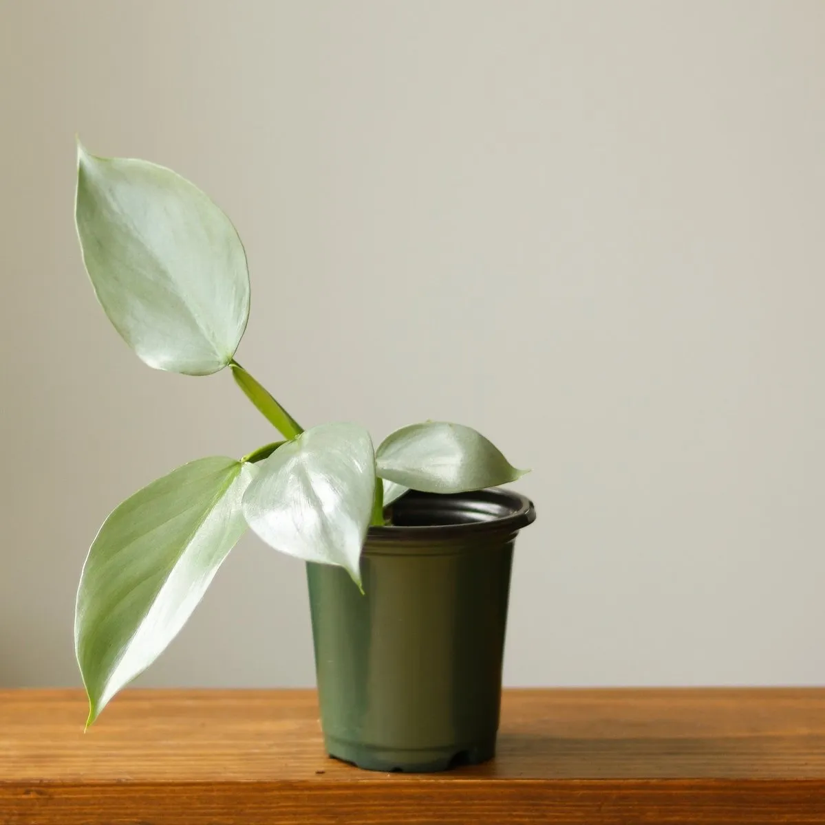 Philodendron Hastatum 'Silver Sword' - Various Sizes