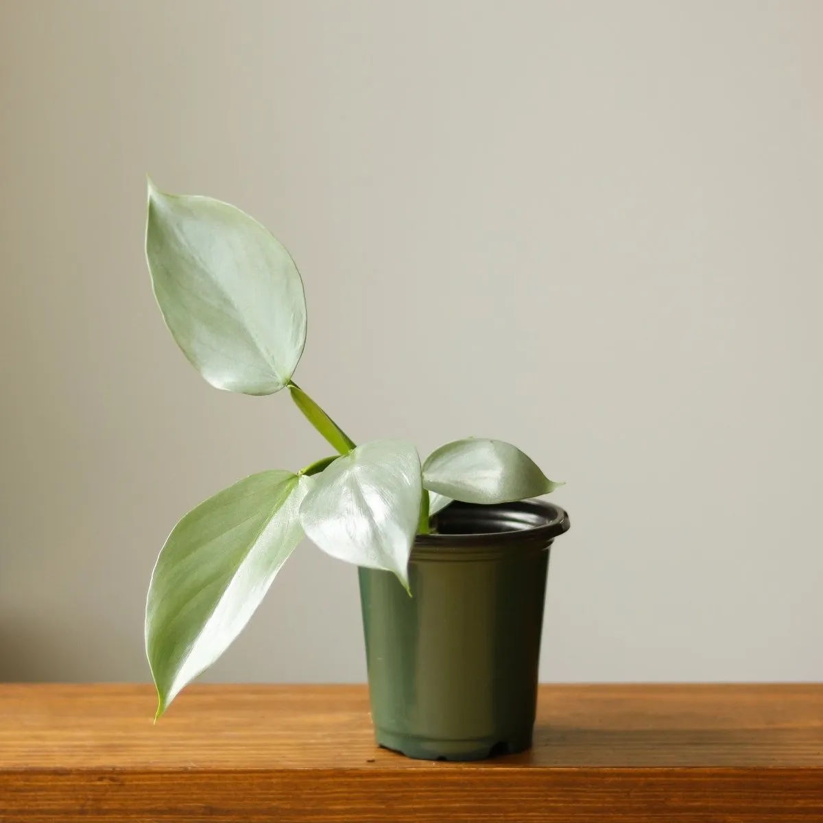Philodendron Hastatum 'Silver Sword' - Various Sizes