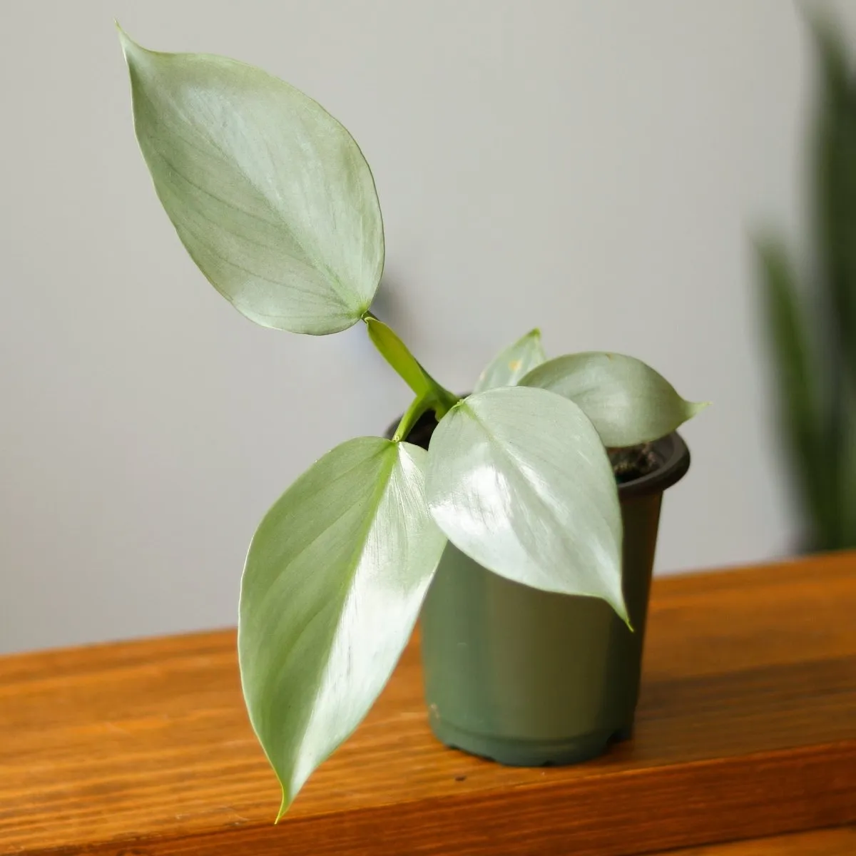Philodendron Hastatum 'Silver Sword' - Various Sizes