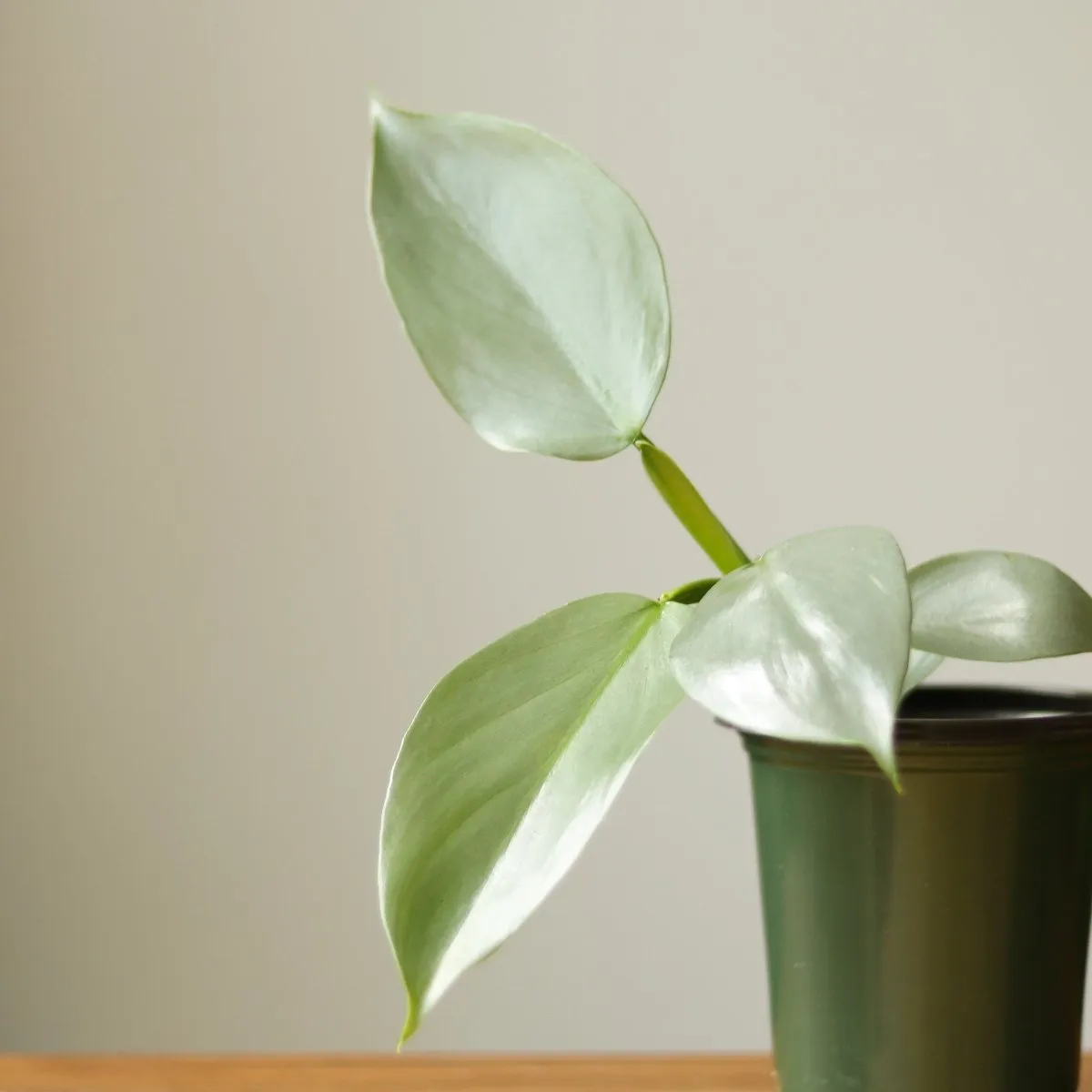 Philodendron Hastatum 'Silver Sword' - Various Sizes