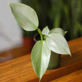 Philodendron Hastatum 'Silver Sword' - Various Sizes