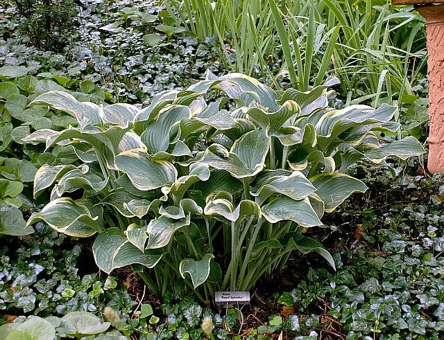 Regal Splendor Hosta