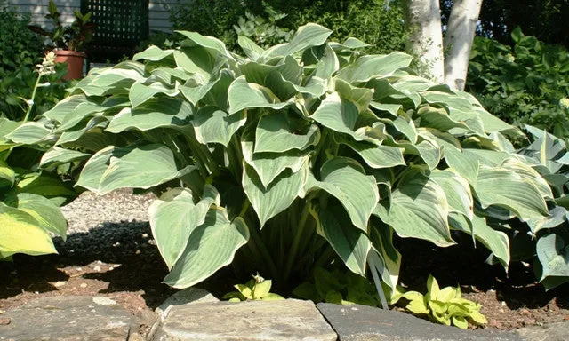 Regal Splendor Hosta