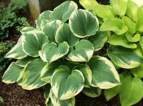 Robert Frost Hosta