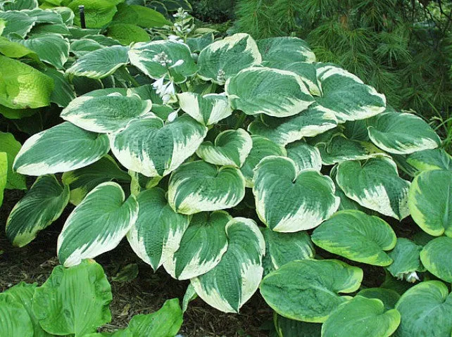 Robert Frost Hosta
