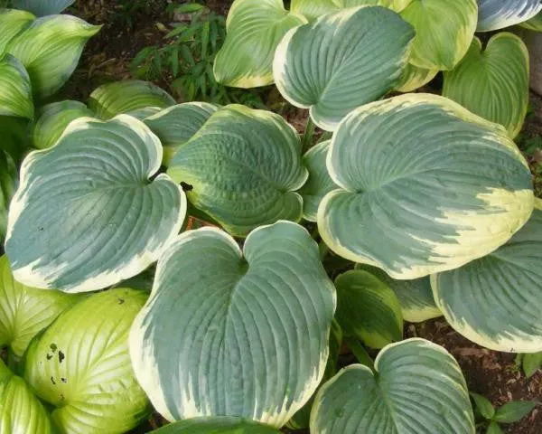 Robert Frost Hosta