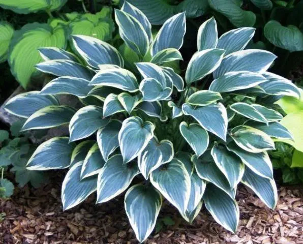 Sleeping Beauty Hosta