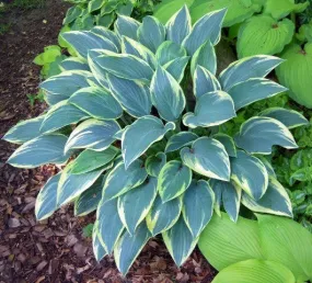 Sleeping Beauty Hosta