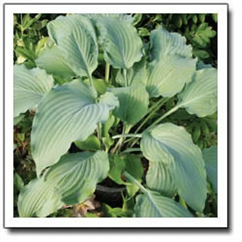 Venetian Star Hosta
