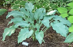 Venetian Star Hosta